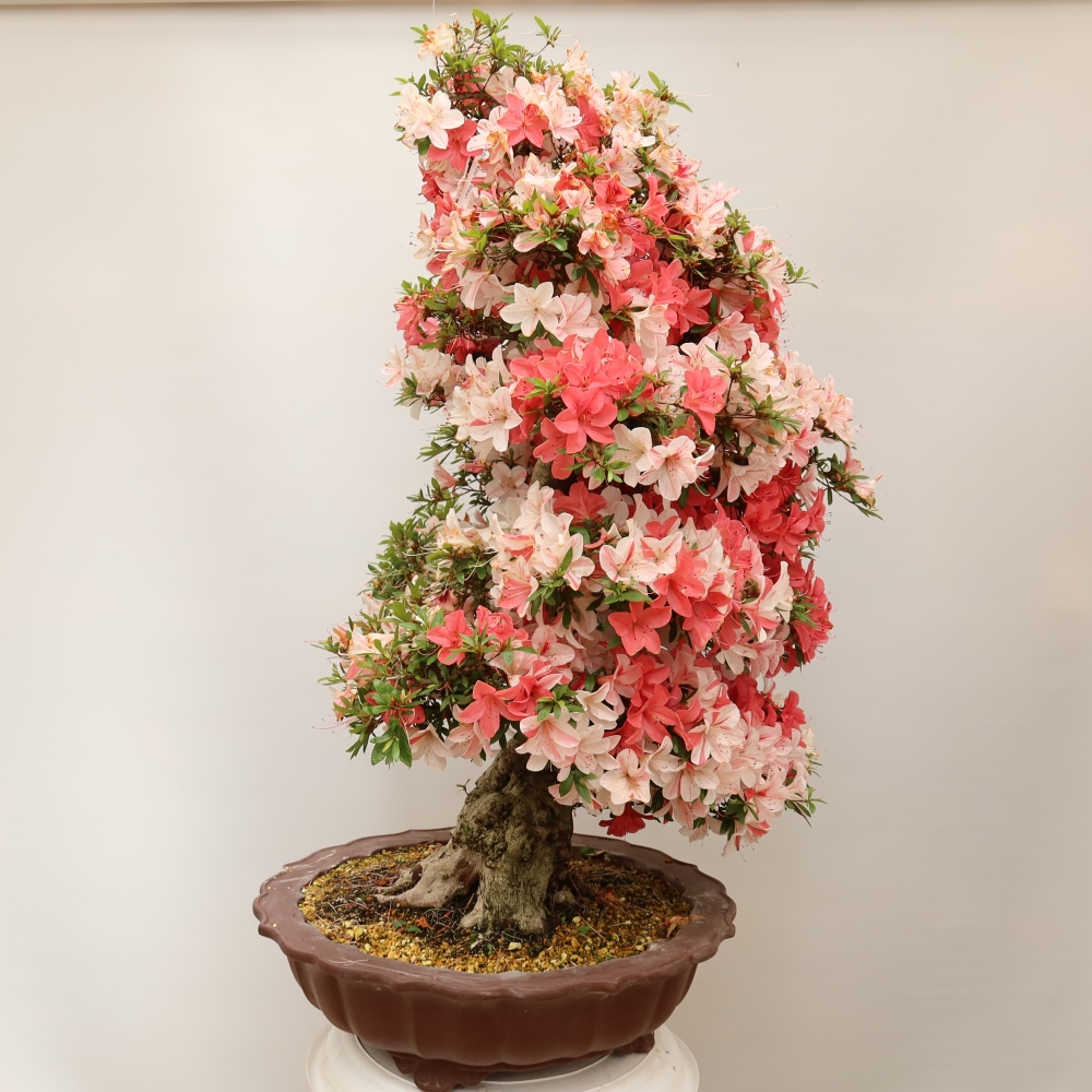 Bonsai voor buiten - Japanse azalea - Azalea Kinu-no-Hikari