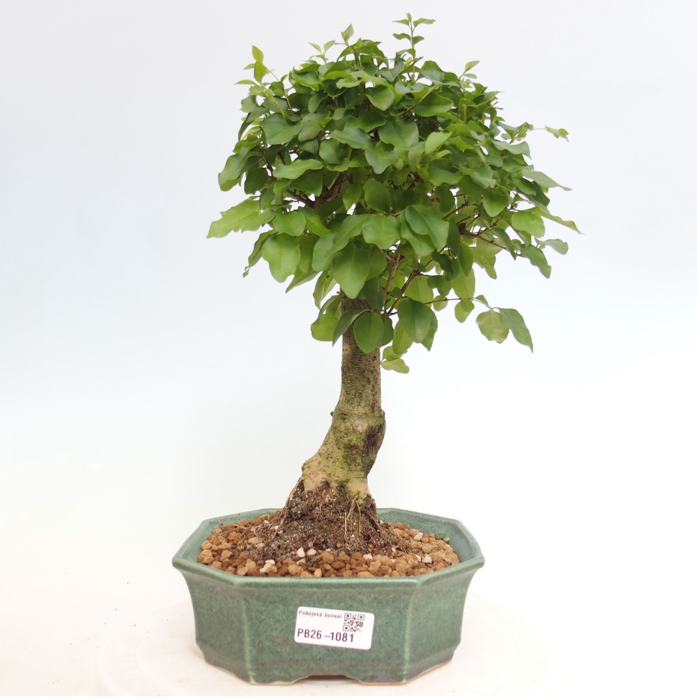 Kamerbonsai -Ligustrum chinensis - Vogelsnavel