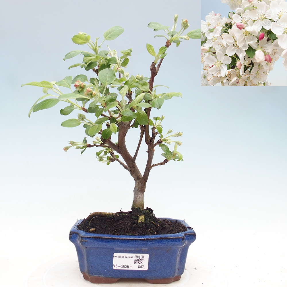 Bonsai voor buiten -Malus halliana - Appelboom met kleine vruchten