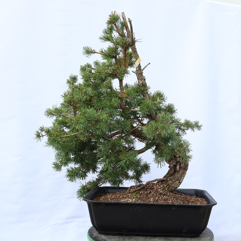 Pinus sylvestris Spanje - grove den