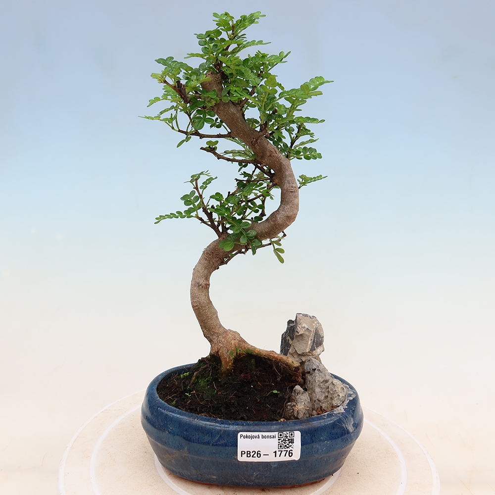 Kamerbonsai - Zantoxylum piperitum - peperboom