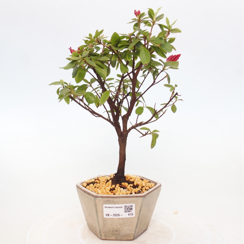 Bonsai voor buiten - Japanse azalea - Azalea sp.