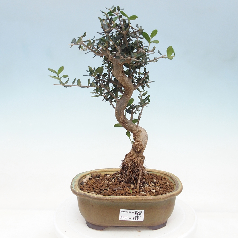 Bonsai voor binnen - Olea europaea sylvestris