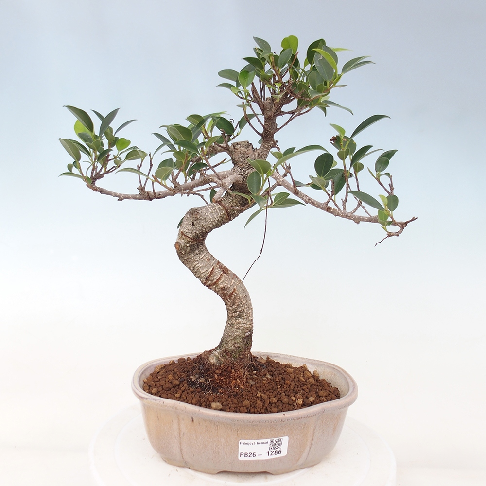 Kamerbonsai - Ficus retusa - kleinbladige ficus