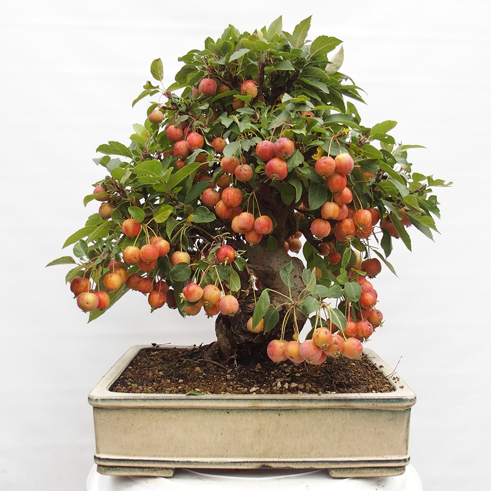 Bonsai voor buiten -Malus halliana - Appelboom met kleine vruchten