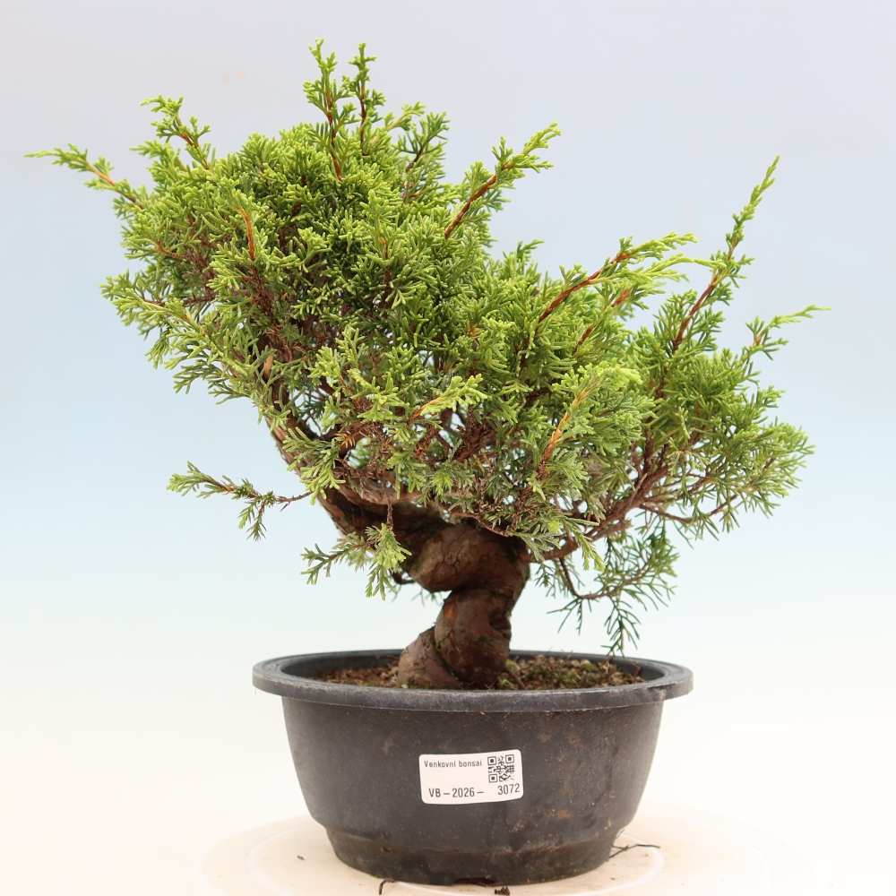 Bonsai voor buiten - Juniperus chinensis Itoigawa-Juniperus chinensis