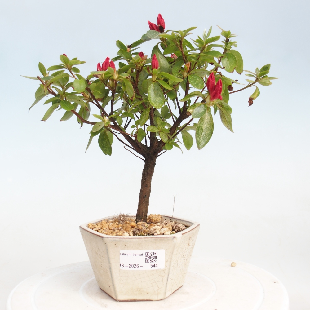 Bonsai voor buiten - Japanse azalea - Azalea sp.