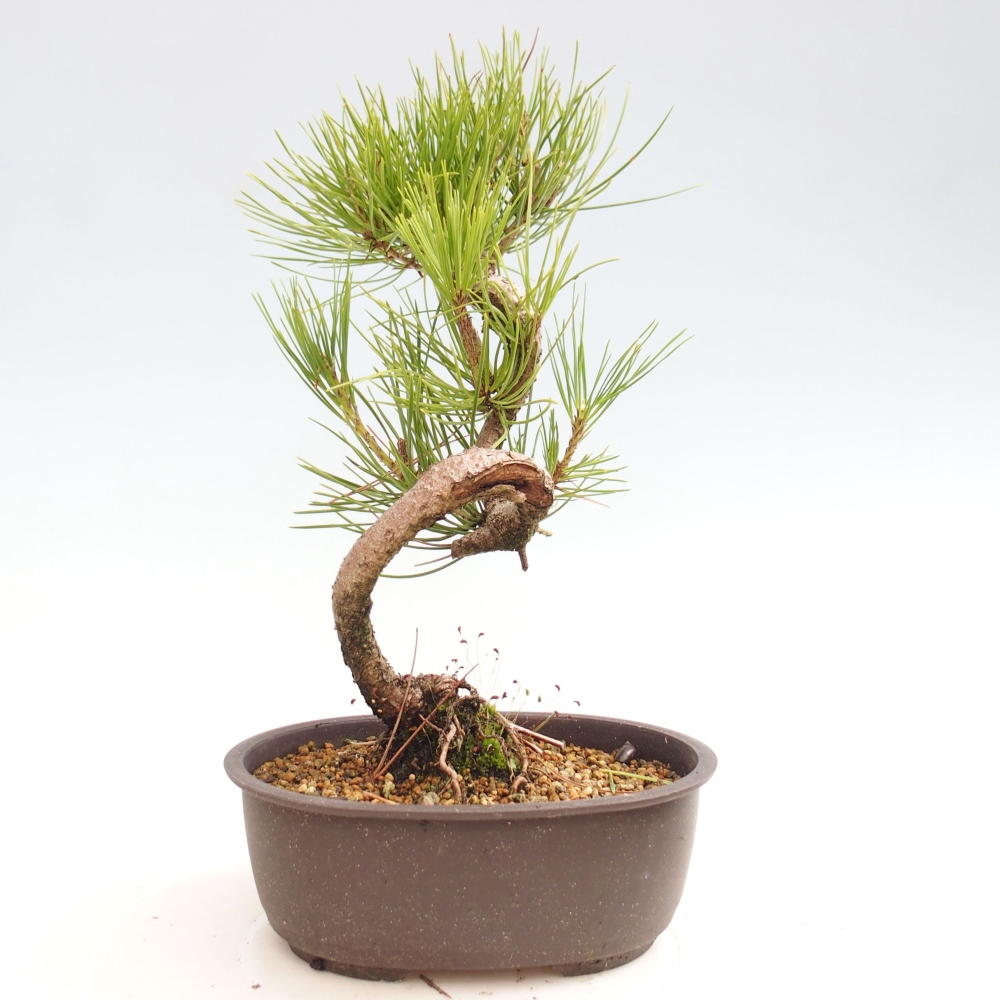Bonsai voor buiten - Pinus thunbergii - Thunberg den
