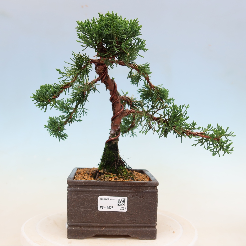 Bonsai voor buiten - Juniperus chinensis Kishu