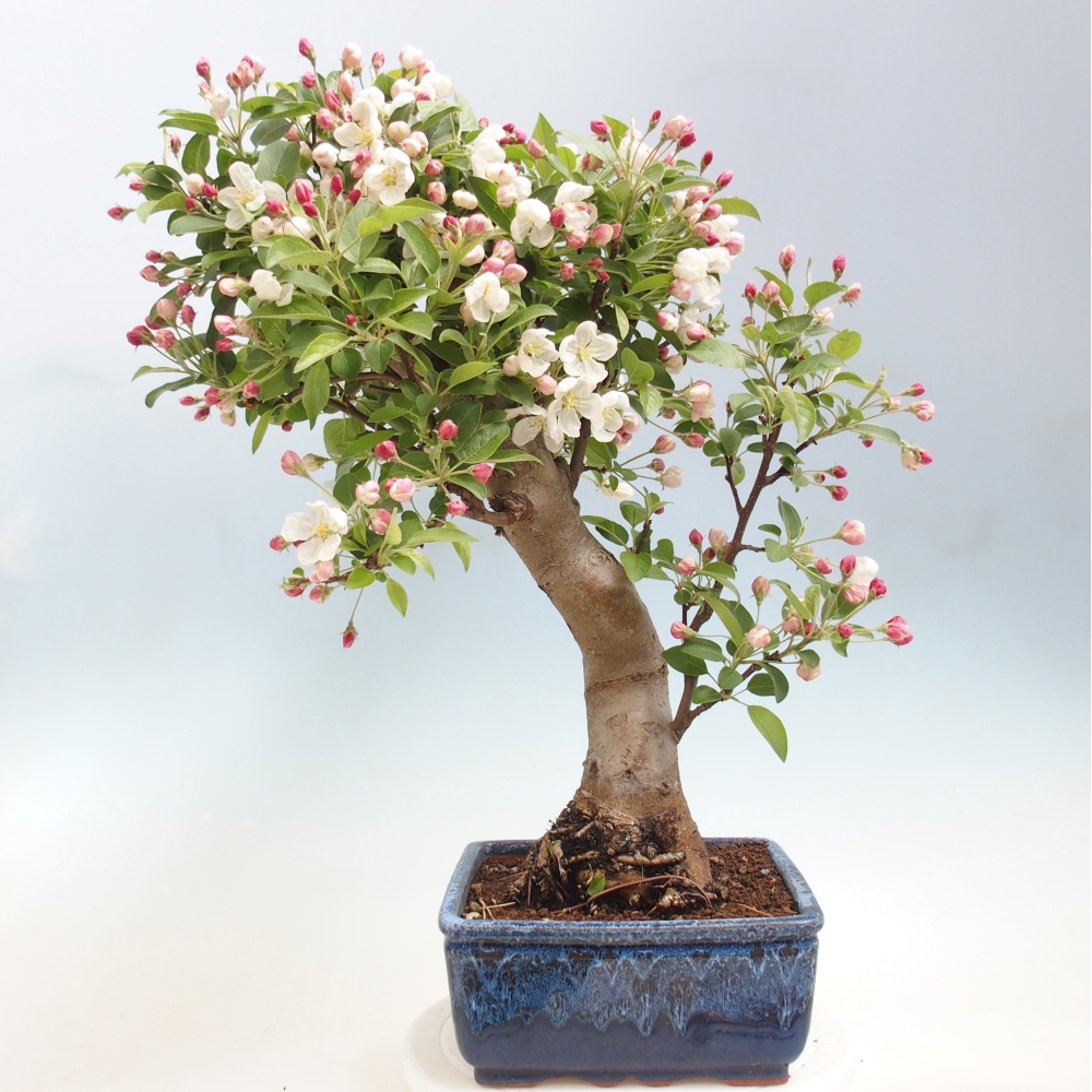 Bonsai voor buiten -Malus halliana - Appelboom met kleine vruchten