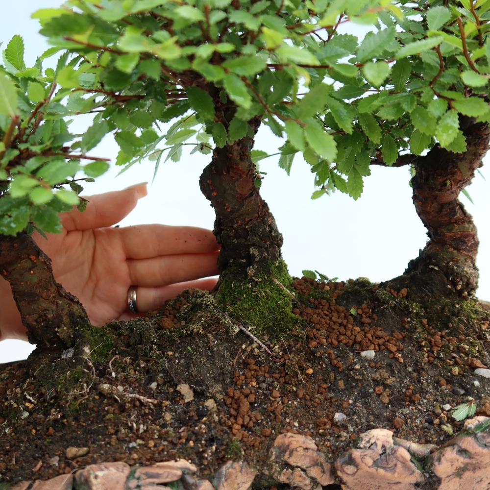 Buitenbonsai - Zelkova - Zelkova NIRE - bosje