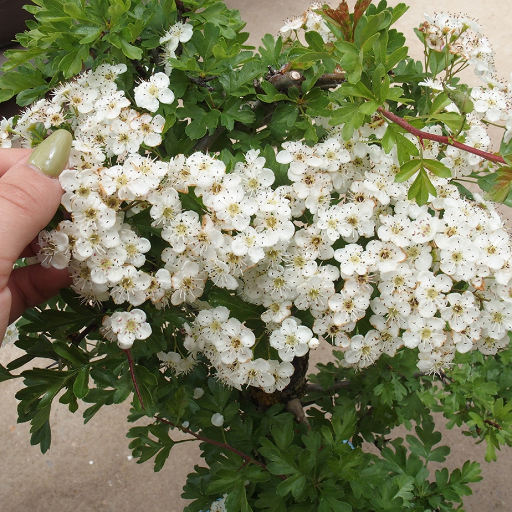 Bonsai voor buiten - Meidoorn - Crataegus monogyna