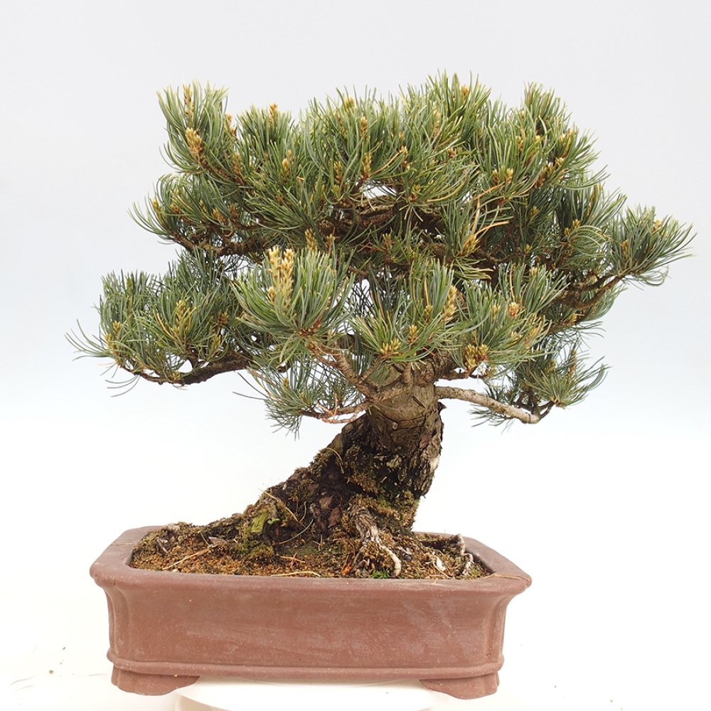Bonsai voor buiten - Pinus parviflora - Pinus parviflora
