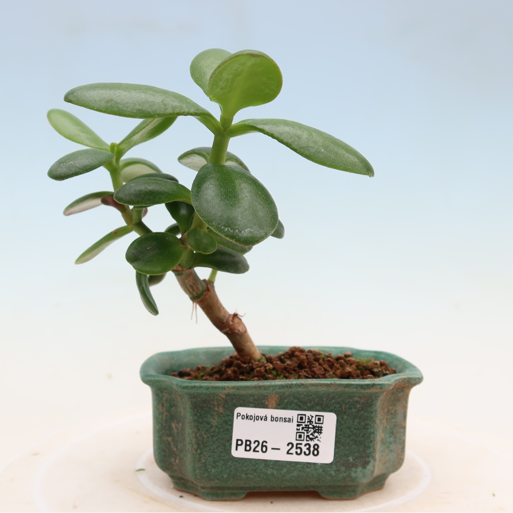 Kamerbonsai - Portulakaria Afra - Tlustice