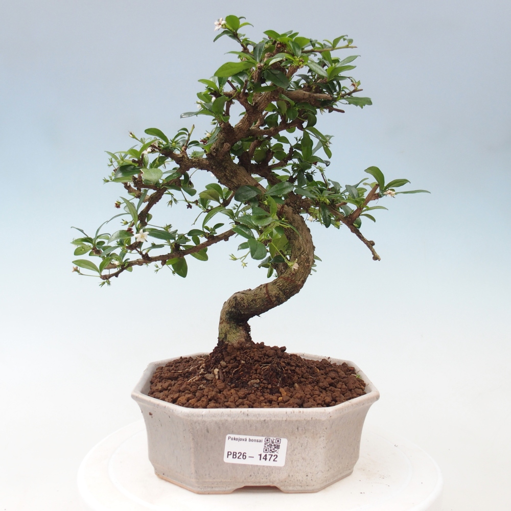 Kamerbonsai - Carmona macrophylla - Thee fuki