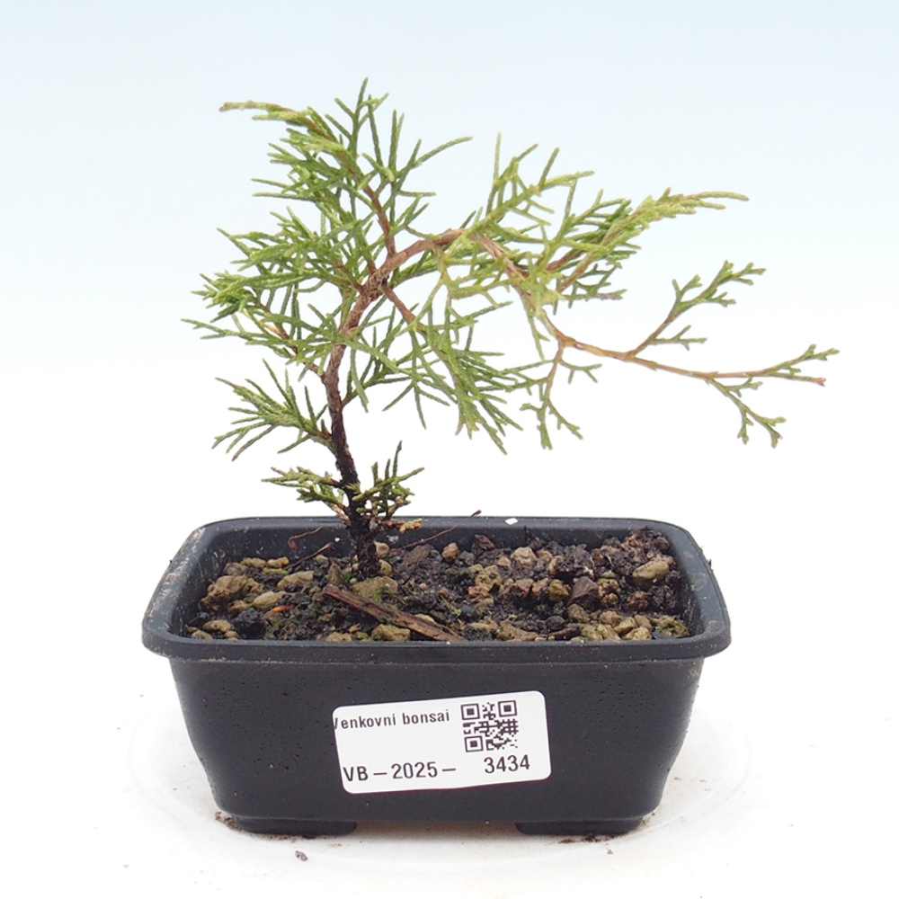Bonsai voor buiten - Juniperus chinensis Itoigawa