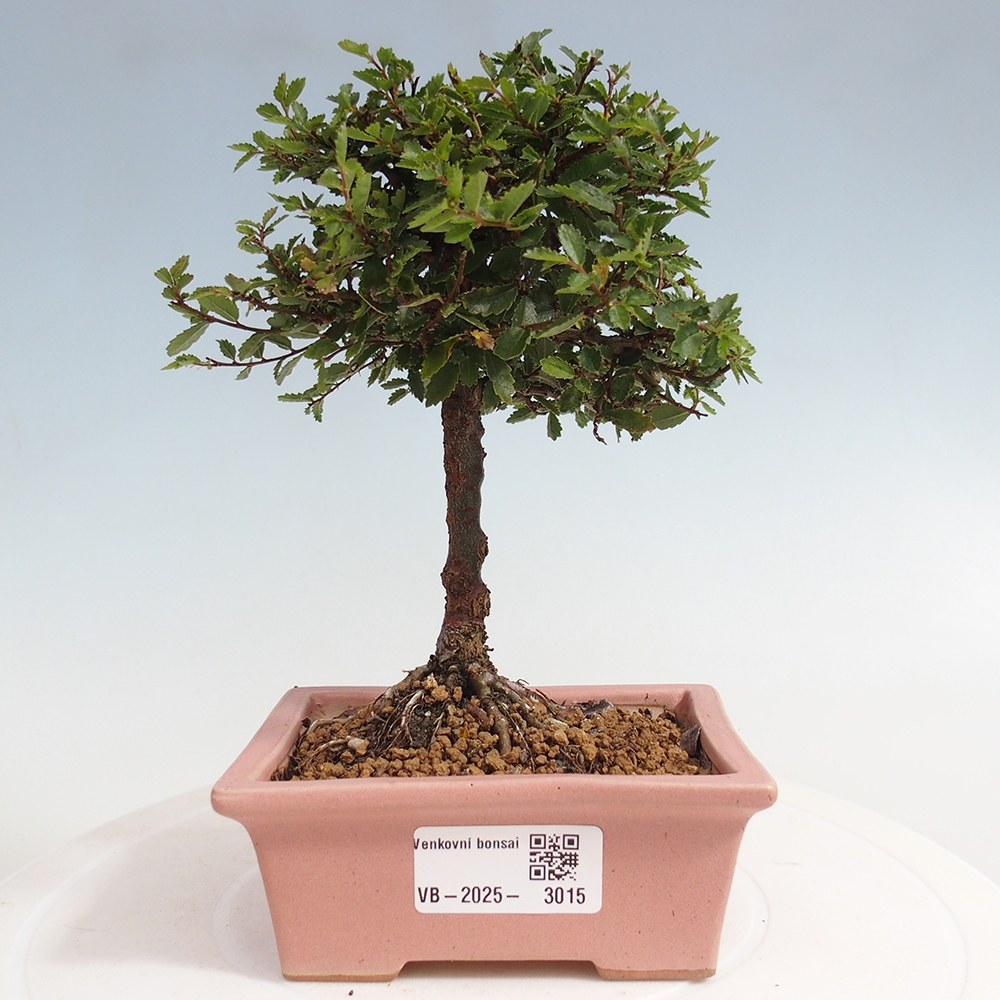 Bonsai voor buiten - Ulmus parvifolia Sagei - Kleinbladige iep