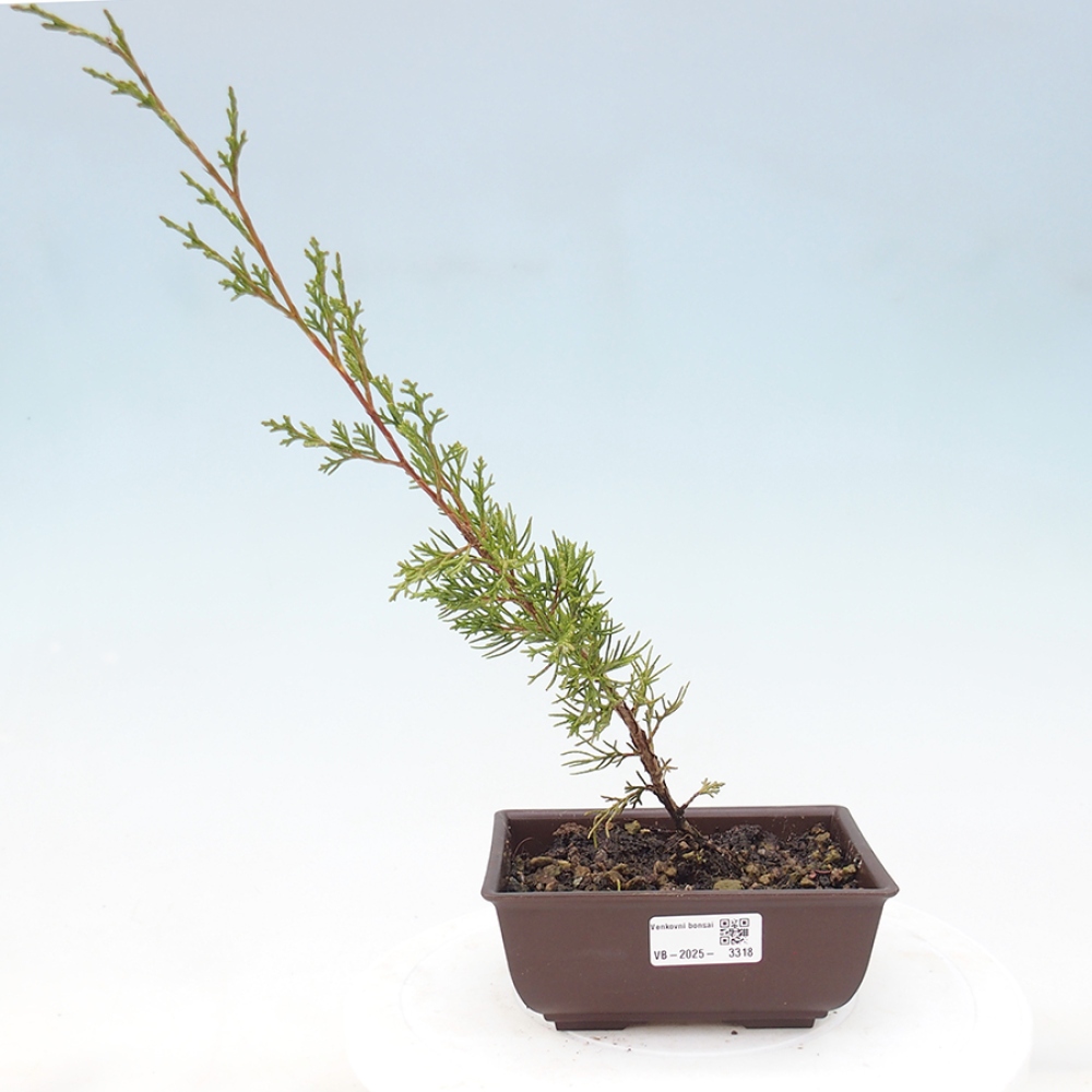 Bonsai voor buiten - Juniperus chinensis Itoigawa