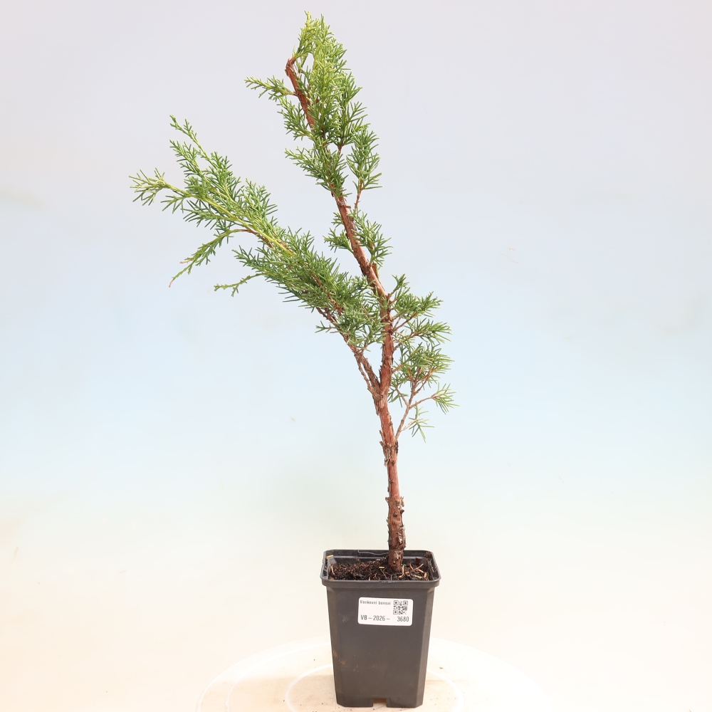 Bonsai voor buiten - Juniperus chinensis Kishu