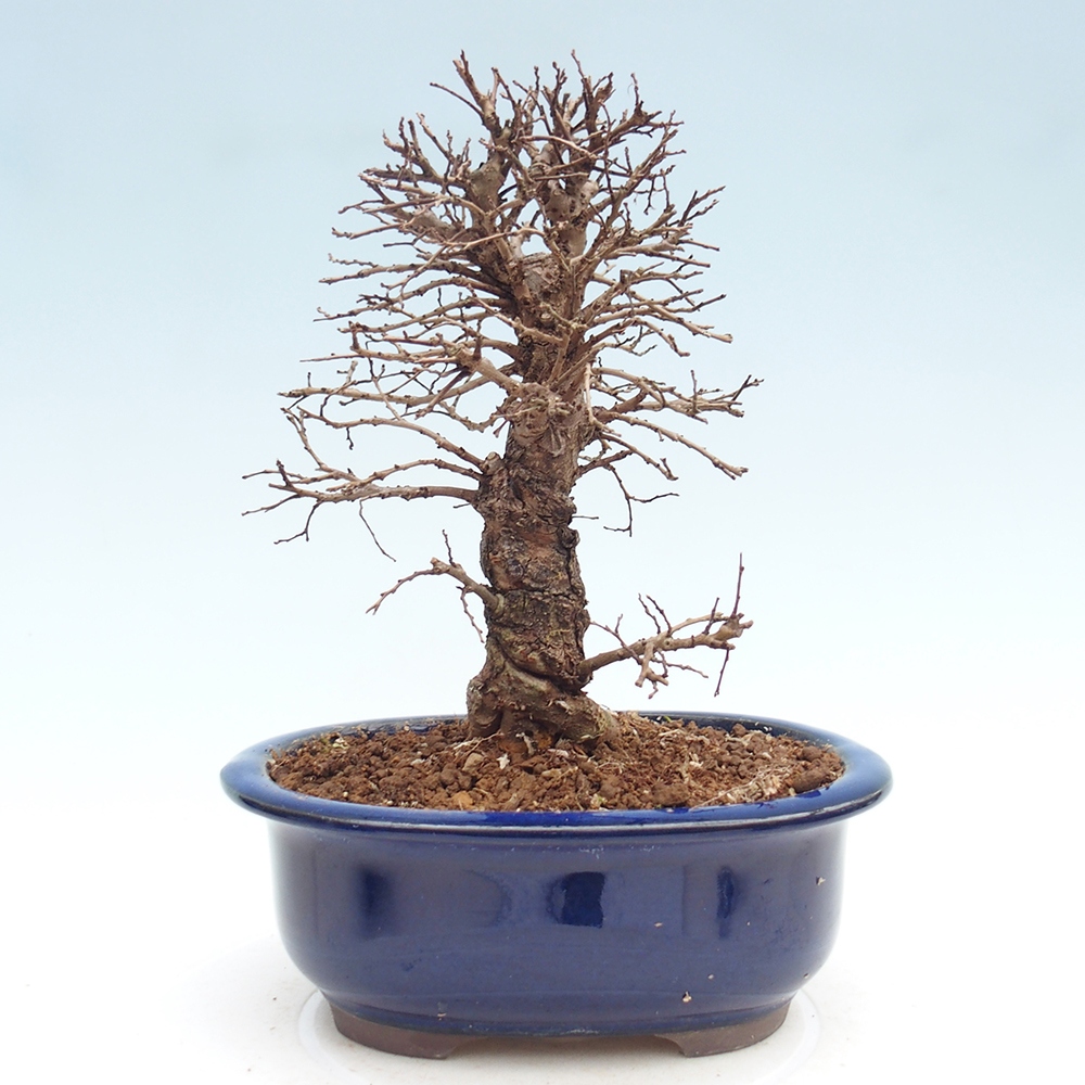 Bonsai voor buiten - Zelkova - Zelkova NIRE