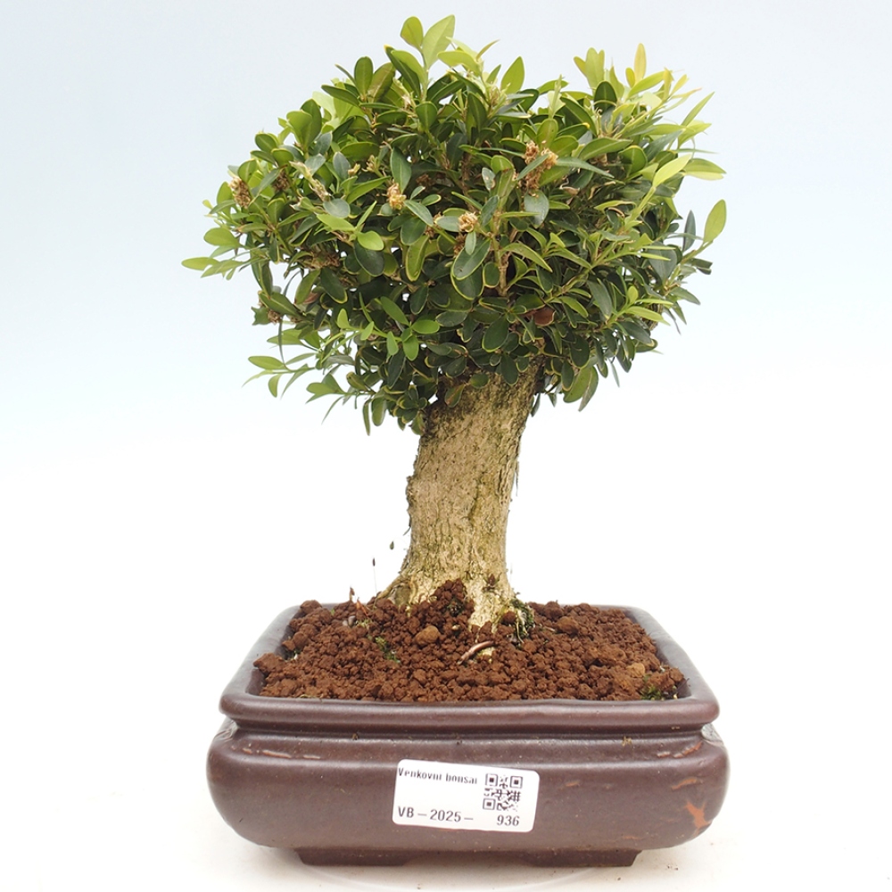 Bonsai voor buiten - Buxus sempervirens - buxus