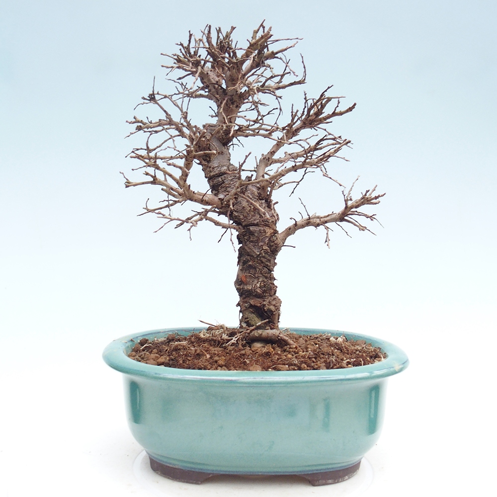 Bonsai voor buiten - Zelkova - Zelkova NIRE