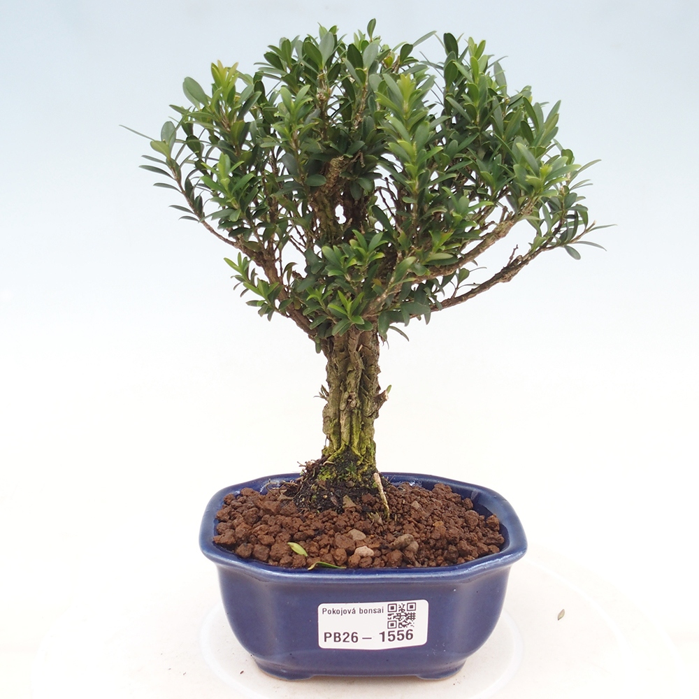 Kamerbonsai - Buxus harlandii - kurk buxus