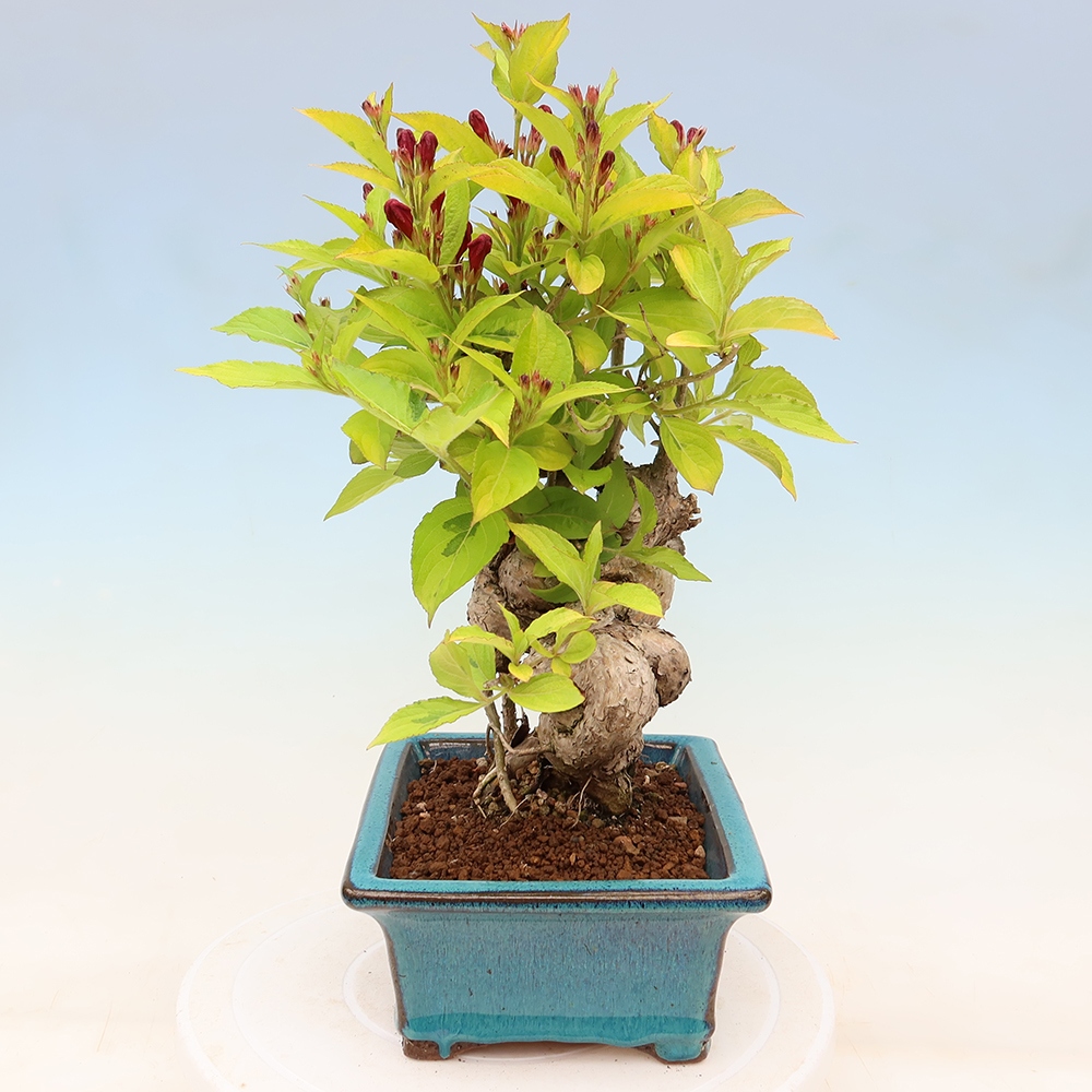Buitenbonsai - Weigela subsessilis - Koreaanse weigela