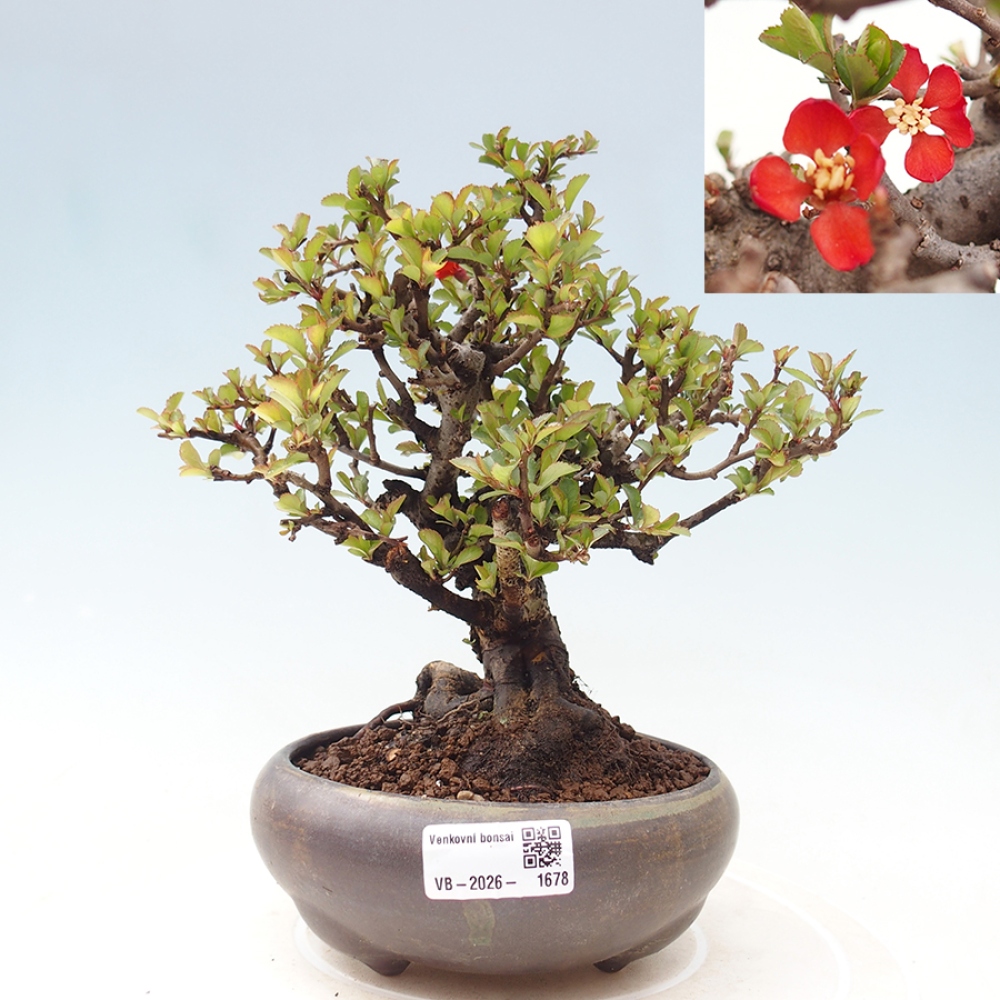 Bonsai voor buiten - Chaneomeles speciosa - Kweepeer