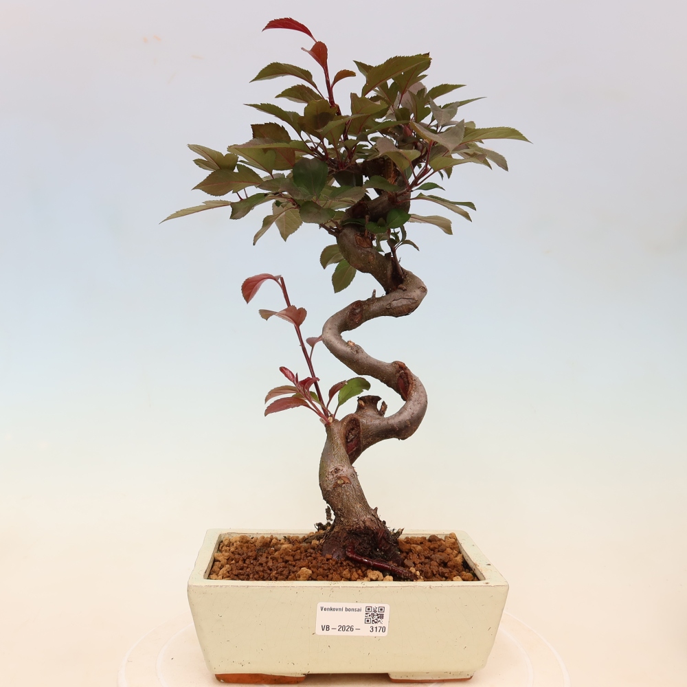 Bonsai voor buiten -Malus domestica - Roodbladige appelboom met kleine vruchten