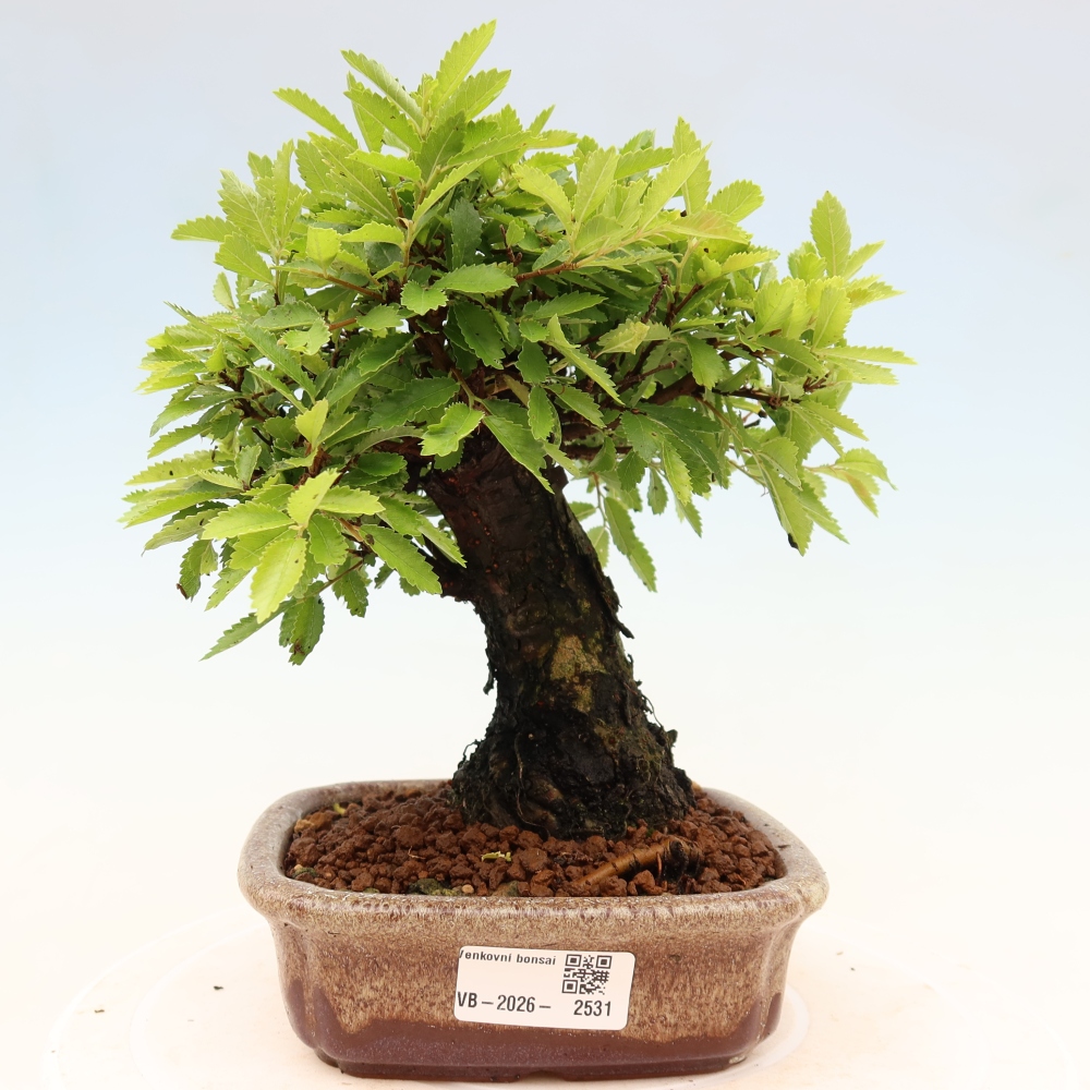 Bonsai voor buiten - Zelkova - Zelkova NIRE
