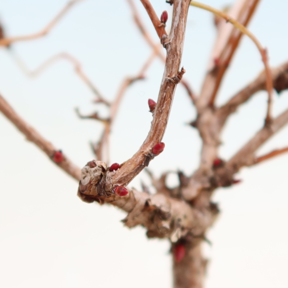 Bonsai voor buiten -  Stephanandra incisa - Gebogen kroonplant