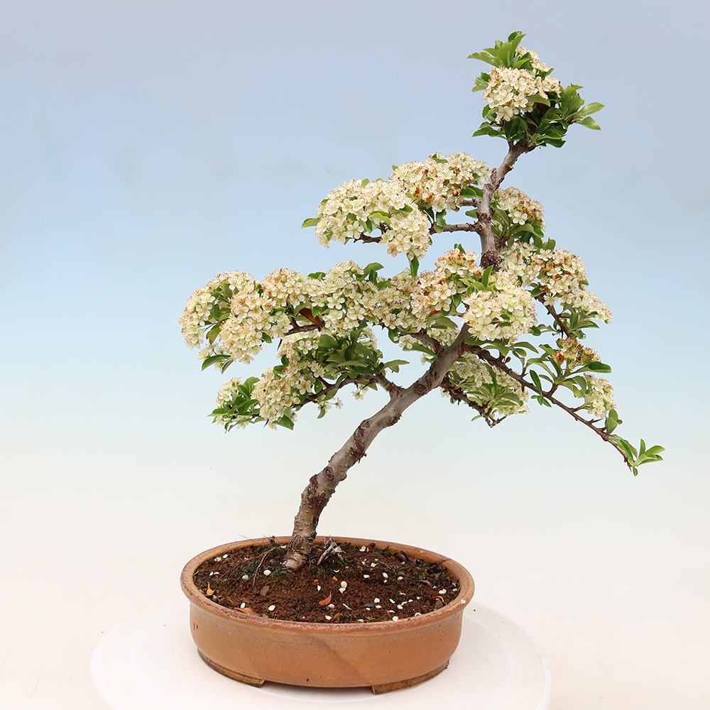 Buitenbonsai - Pyracantha teton - Vuurdoorn