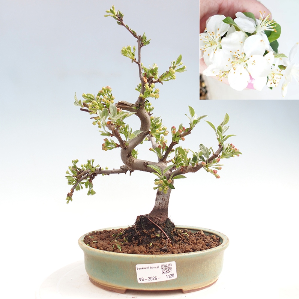 Bonsai voor buiten - Malus sargentii - Appelboom met kleine vruchten