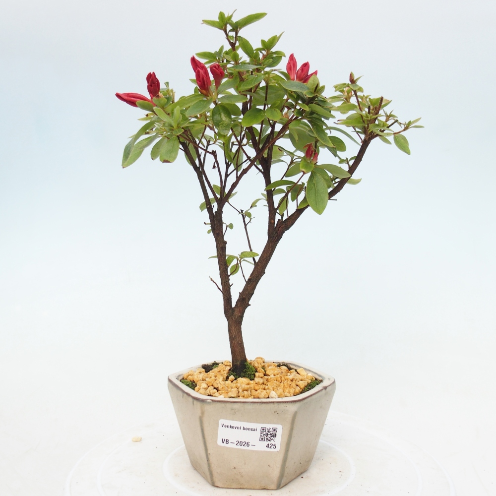 Bonsai voor buiten - Japanse azalea - Azalea sp.