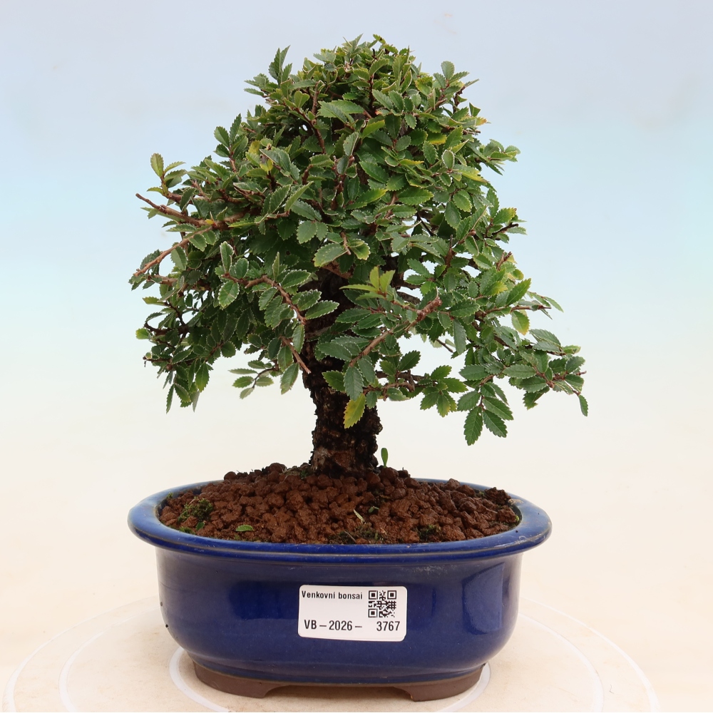 Bonsai voor buiten - Zelkova - Zelkova NIRE