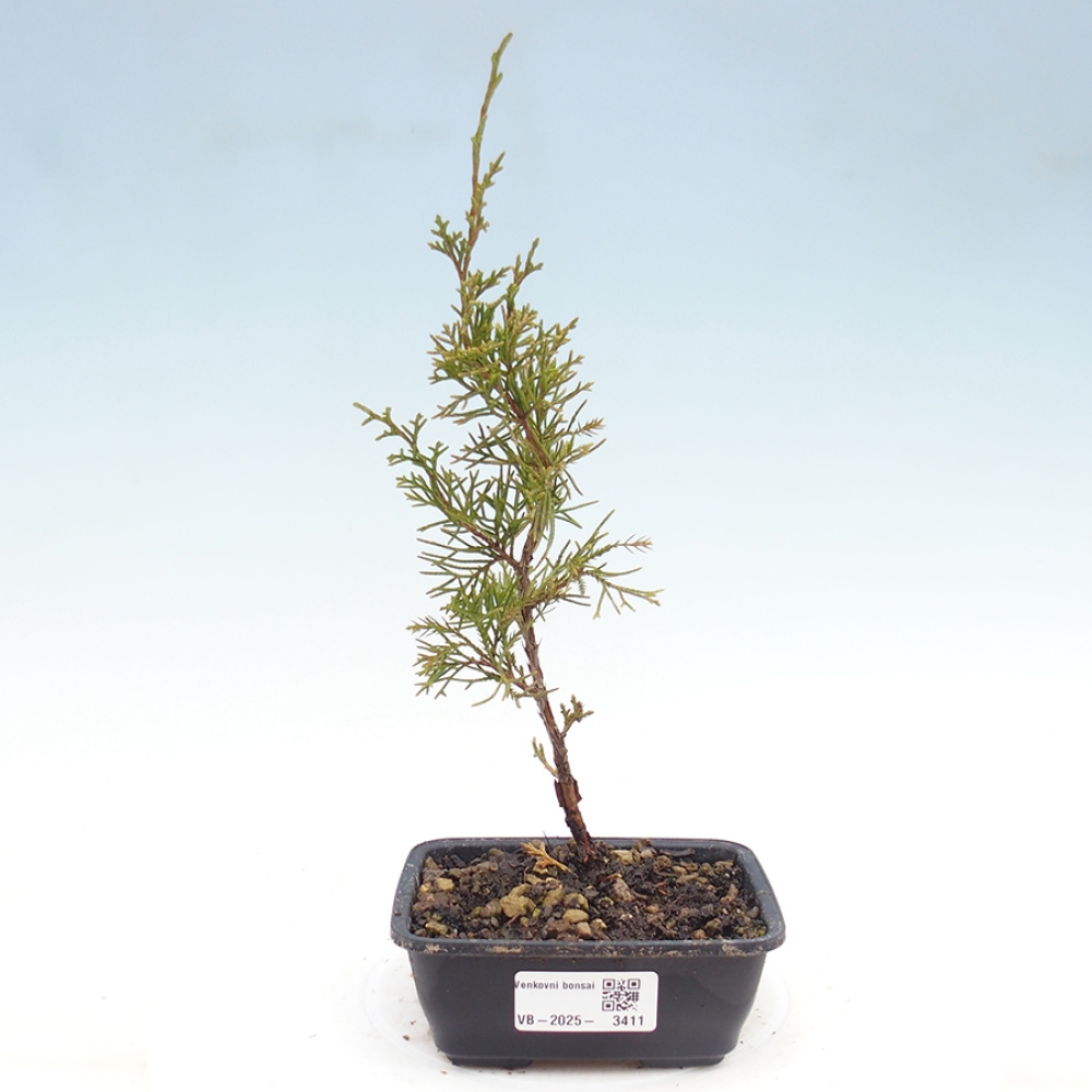 Bonsai voor buiten - Juniperus chinensis Itoigawa