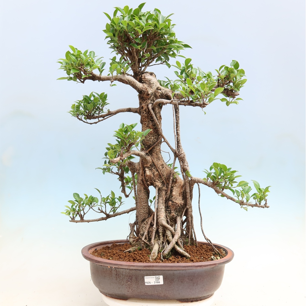 Kamerbonsai - Ficus kimmen - kleinbladige ficus