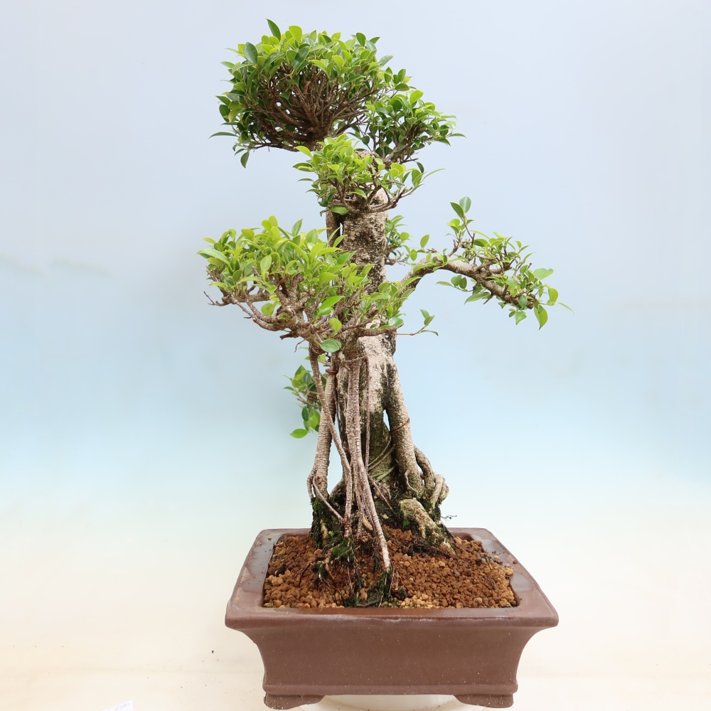 Kamerbonsai - Ficus kimmen - kleinbladige ficus