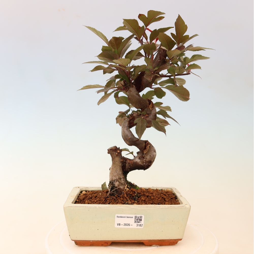 Bonsai voor buiten -Malus domestica - Roodbladige appelboom met kleine vruchten
