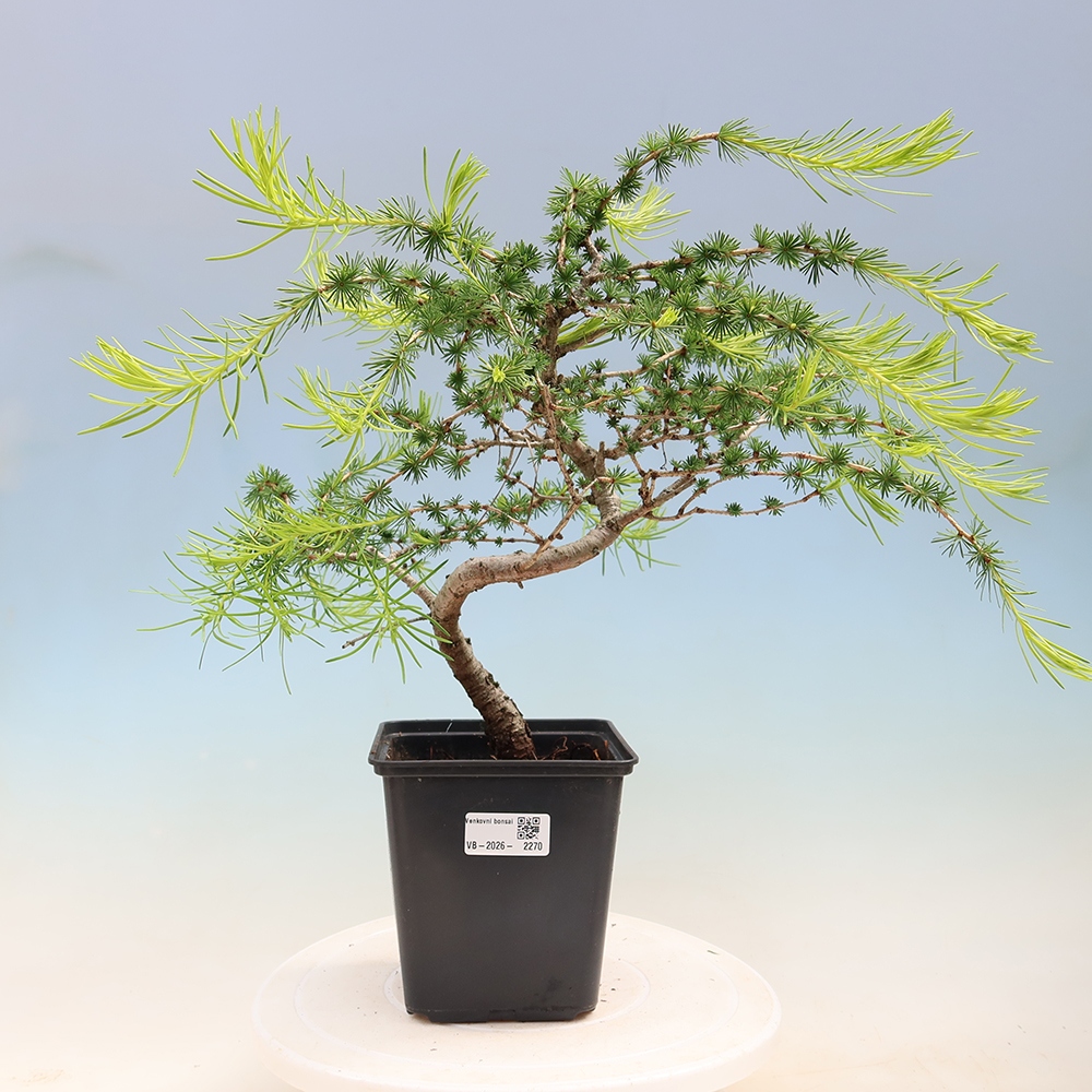 Bonsai voor buiten -Larix decidua - Lariks