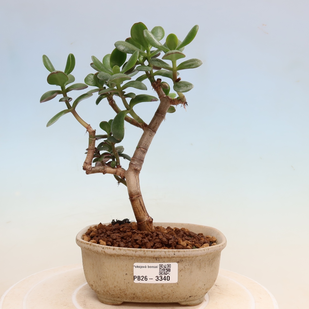 Kamerbonsai - Eivormige vetplant - Crassula ovata