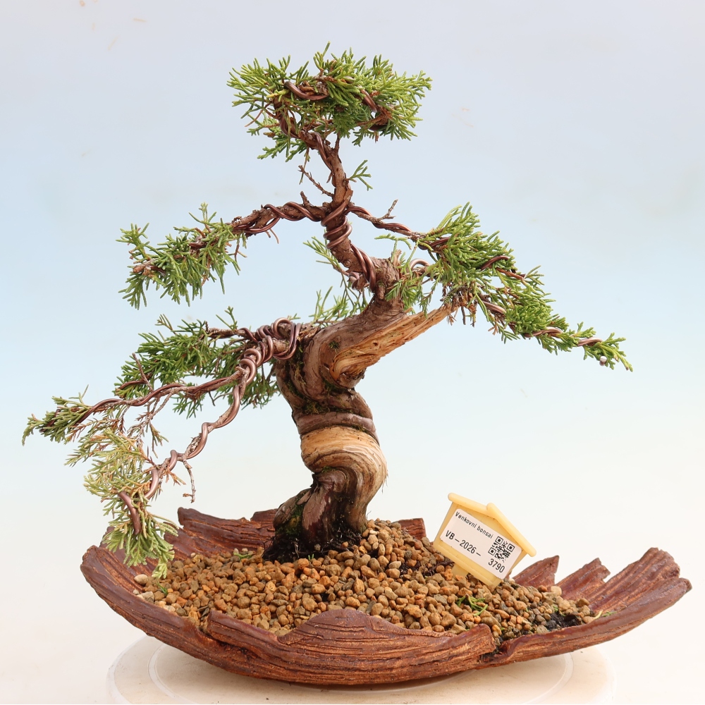 Bonsai voor buiten - Juniperus chinensis Itoigawa-Juniperus chinensis