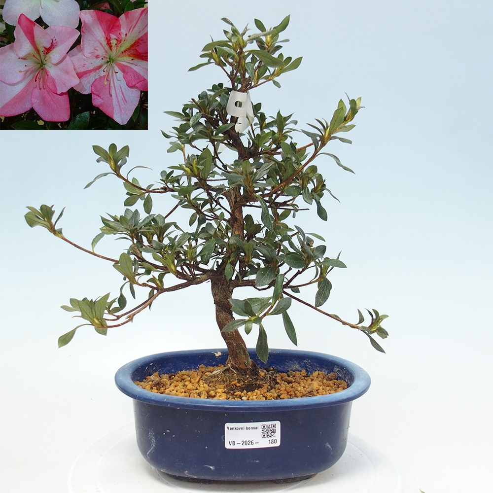 Bonsai voor buiten - Japanse Azalea - Azalea Shinsei