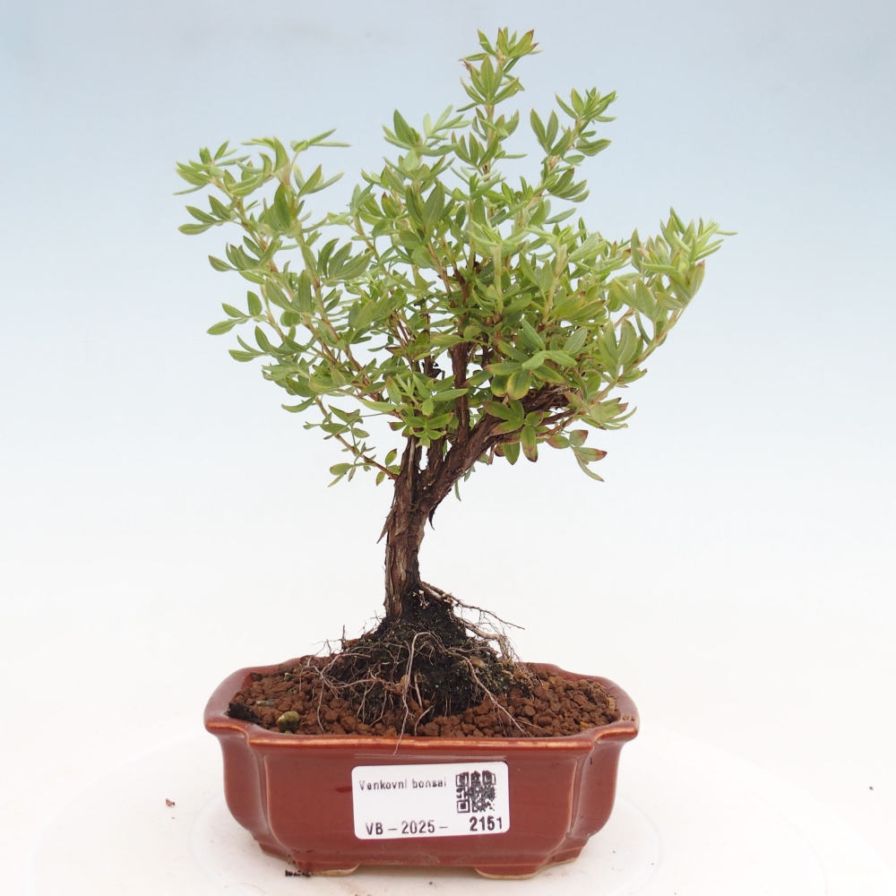Bonsai voor buiten - Potentila fruticosa gele vogel