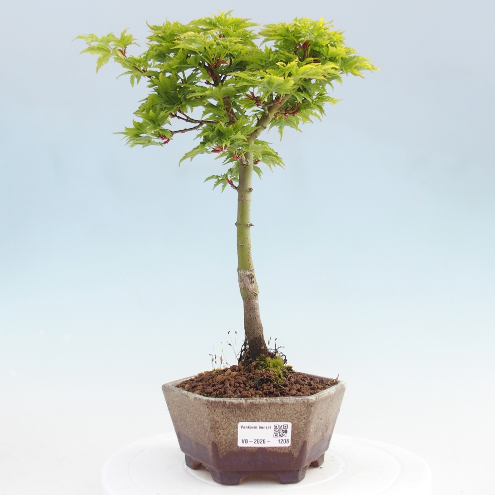 Bonsai voor buiten -Javor palm Acer palmatum Shishigashira
