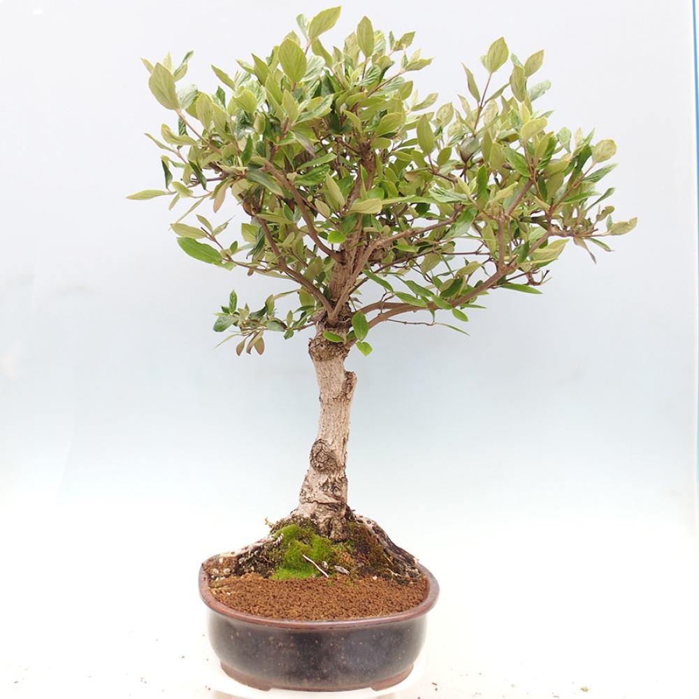 Bonsai voor buiten - Kalina Bodnanská - Viburum carlesii hemsi