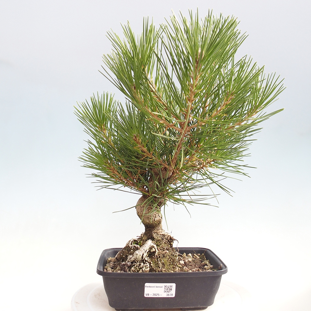 Bonsai voor buiten - Pinus thunbergii - Thunberg den