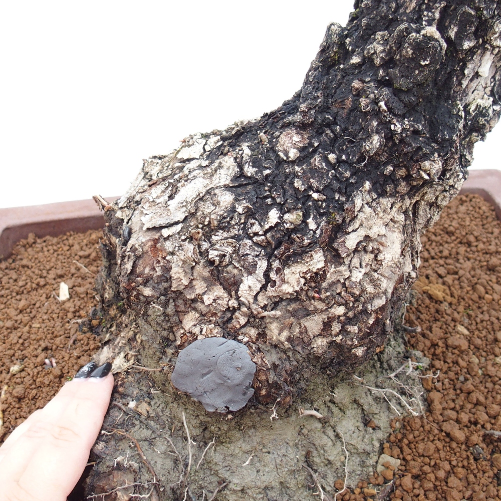 Yamadori - Quercus Ilex -Oakhulst