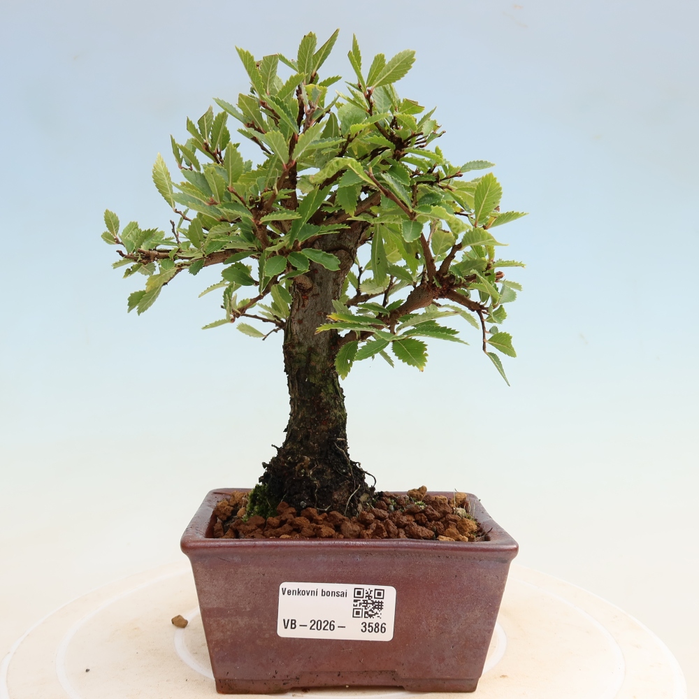 Bonsai voor buiten - Zelkova - Zelkova NIRE